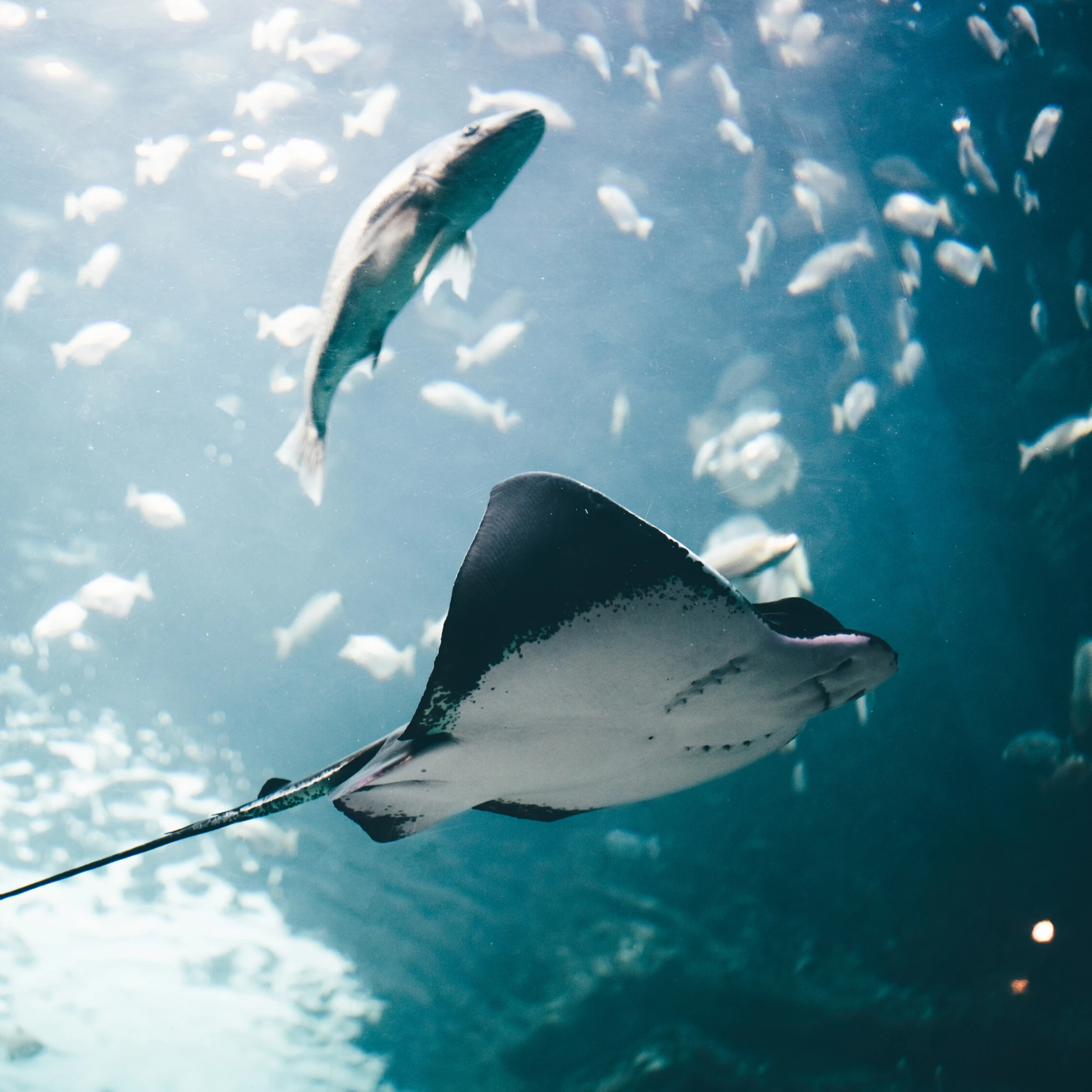 Monaco Yacht Show Experience